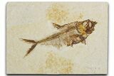 Detailed Fossil Fish (Diplomystus) - Wyoming #355605-1